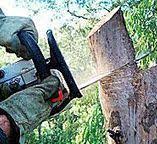 Best Stump Grinding and Removal  in Union Point, GA