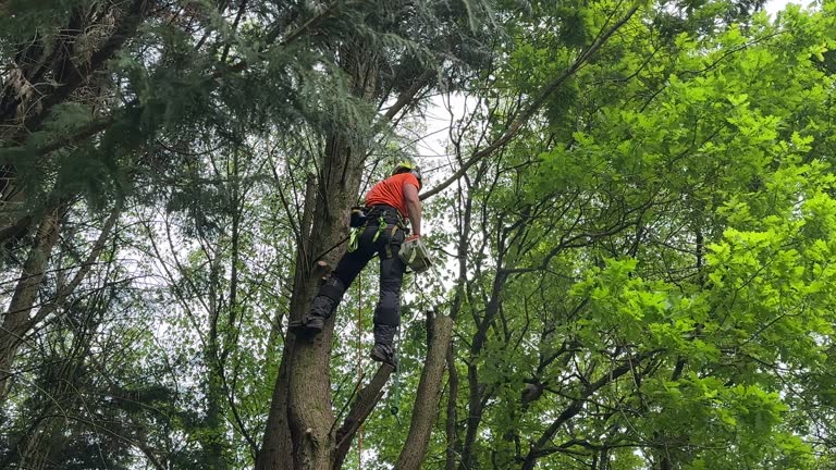 Best Storm Damage Tree Cleanup  in Union Point, GA